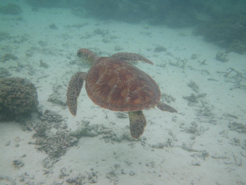 tortue qui nage dans l'eau vers Exmouth