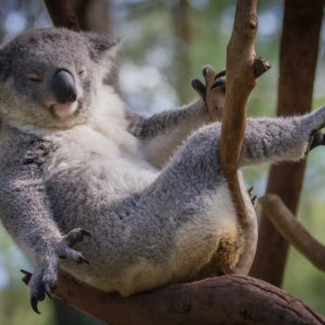 koala sur des branches