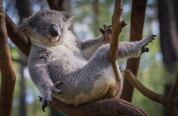 koala sur des branches